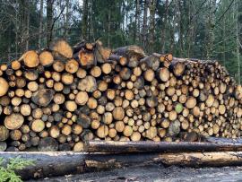 Smrk 2,5m 2000m3 IHNED K ODBĚRU